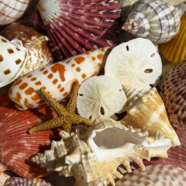 15gulfshoretreasures