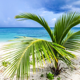 Beachpalminparadise