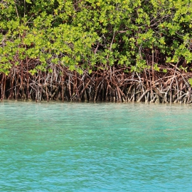 Ebluemangrovev