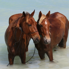Horse Love