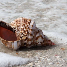 Shell  Surf