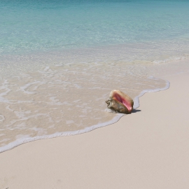Shell, Sand  Surf